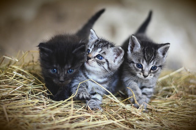 How to choose a kitten to adopt - part I